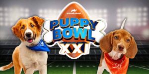 How To Bet On The 2025 Puppy Bowl Ahead Of Super Bowl 59